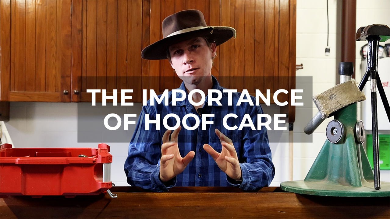 Hoof Care: Key Steps for Your Horse’s Health and Performance - Walking & Talking