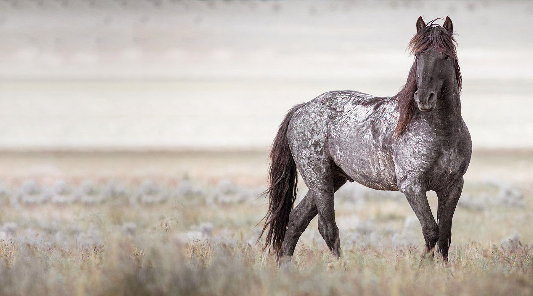American Wild Horse Campaign – advocating for the protection and preservation of America’s wild horses and burros.